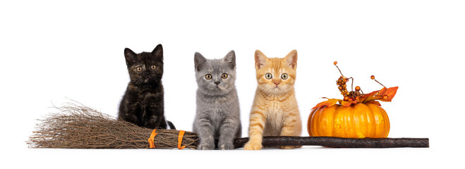 3 Cute blue British Shorthair cat kittens, standing side ways with Halloween decorations. Looking...