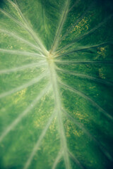 Tropical leaf closeup