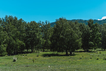 Birch forest among the green field.