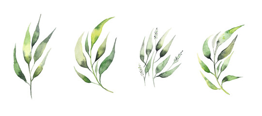 Set of watercolor design elements, branches, leaves, eucalyptus, painted in watercolor, botanical illustration isolated on transparent background.	