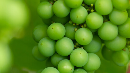 A bunch of unripe green grapes ripening on a branch of grapes, a vine of grapes with green berries