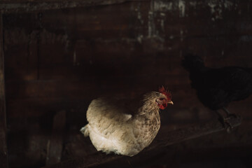 White hen sitting in a chicken coop.