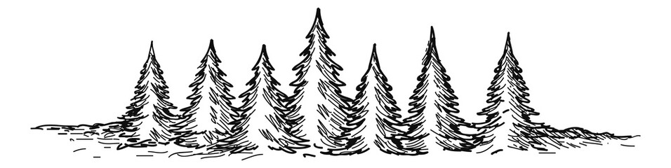 Obraz premium Conifer forest. Wild fir trees. Natural landscape