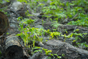 Green spring leaves