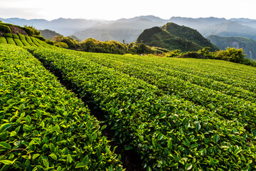 Fototapeta na wymiar Beautiful tea plantation landscape on the mountaintop of Shizhao in Chiayi, Taiwan.