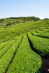 Beautiful tea plantation landscape on the mountaintop of Shizhao in Chiayi, Taiwan.