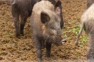 Boars in the mud