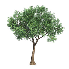Obraz premium deciduous tree, isolate on a transparent background, 3d render