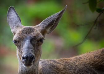 Obraz premium Young black-tailed deer (fawn) seen in the wild in North California