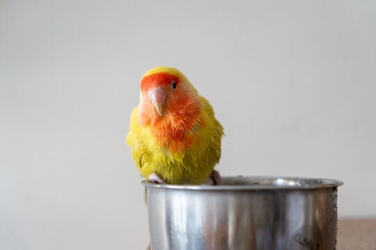 Portrait of a happy, wet and fluffy peach faced lovebird on her bath