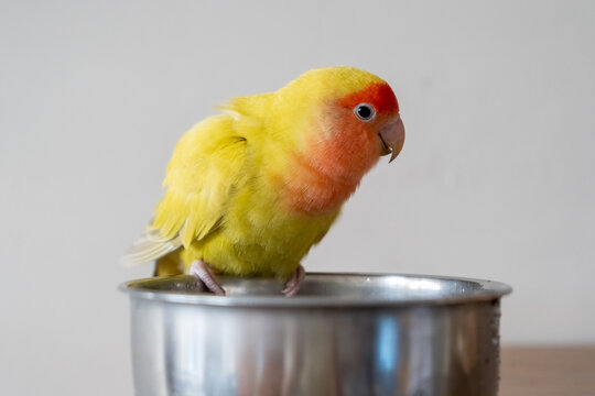 Portrait of a happy and fluffy peach faced lovebird on her bath.