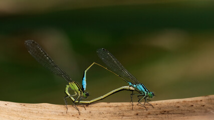 Dragonflies are copulating on a dried leaf.