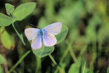 Azuré des mouillères