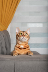 A cat sitting on a sofa in the living room.
