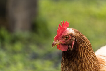 Kopf des Haushuhn im Sommer