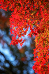 糺の森の紅葉