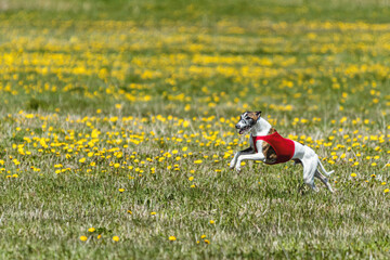 Whippet dog in red shirt running and chasing lure in the field on coursing competition