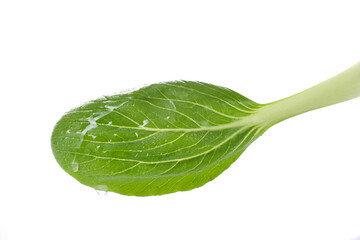 close up of mustard greens isolated on white background