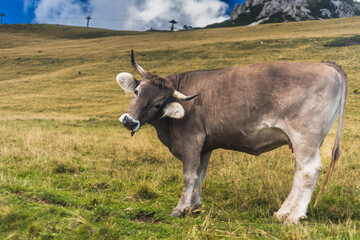 Kuh, Braunvieh auf Alm in S&uuml;dtirol