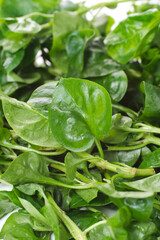 fresh spinach leaves close up