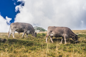 Kuh, Braunvieh auf Alm in Südtirol