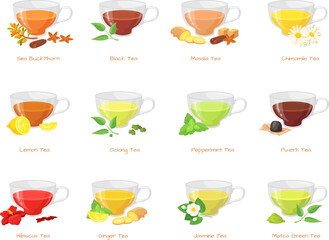 Herbal tea types. Different type green black teas, hot sugar drink in glass cup, flowers jasmin ginger peppermint lemon red hibiscus beverage spice taste, neat vector illustration