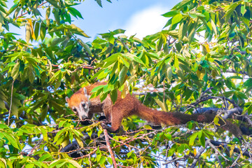 Coati climb trees branches and search fruits tropical jungle Mexico.