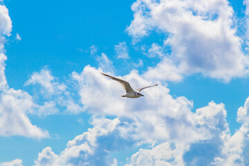Flying seagull bird with blue sky background clouds in Mexico.