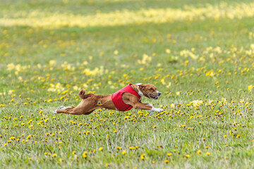 Basenji dog flying moment of running across the field on lure coursing competition