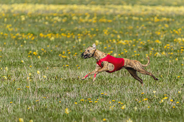 Whippet dog in red shirt running and chasing lure in the field on coursing competition
