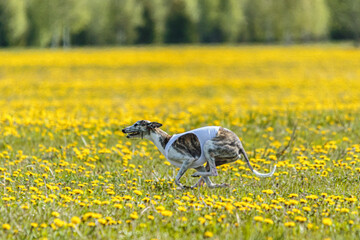 Whippet dog in white shirt running and chasing lure in the field on coursing competition