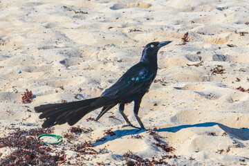 Great-Tailed Grackle bird birds eating sargazo on beach Mexico.