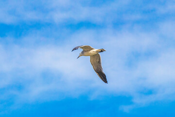 Flying seagull bird with blue sky background clouds in Mexico.