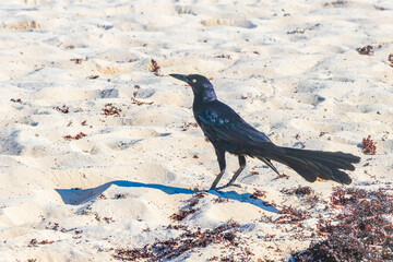 Great-Tailed Grackle bird birds eating sargazo on beach Mexico.