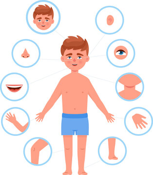 Kid Body Parts. Child Anatomy Human Cutout Part School Boy Organs Bodies, Children Head Teenager Face Nose Eye Foot Chest Arm Legs Healthy Baby Cartoon Neoteric Vector Illustration