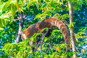 Coati climb trees branches and search fruits tropical jungle Mexico.