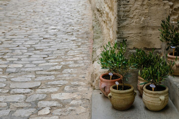 Fototapeta na wymiar Olive seedlings in ceramic jugs. Human names on labels. Street trade. Les Baux-de-Provence is ten of the most beautiful villages of Provence.
