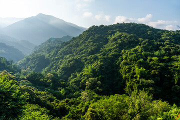 Fototapeta premium Beautiful green forest in the mountains with the blue sky background