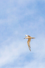 Flying seagull bird with blue sky background clouds in Mexico.