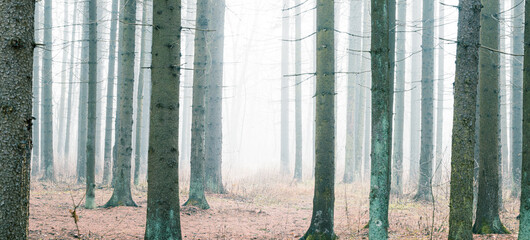 Spruce forest trees in the autumn morning fog. Wide-angle scenery.
