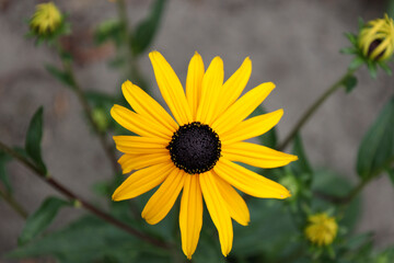 Rudbeckia yellow with black flowerhead