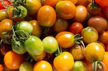 many small cherry tomatoes. raw vegetables. orange tomatoes