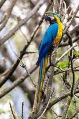 The Blue-and-yellow Macaw, Ara ararauna is a large South American parrot