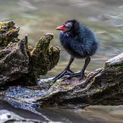 Little Common moorhen baby, Gallinula chloropus also known as the waterhen