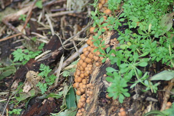 sulphur tuft or clustered woodlover in the botanic garden of Capelle aan den IJssel