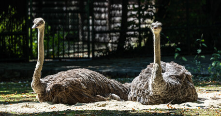 The common ostrich, Struthio camelus, or simply ostrich
