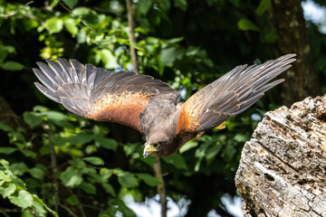 Harris's hawk, Parabuteo unicinctus, bay-winged hawk or dusky hawk