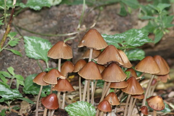 Candolleomyces candolleanus at the botanic garden in Capelle aan den IJssel