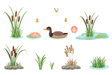 Reeds with grass and water lilies isolated on white background. Wild swimming duck. Lake cattail. - obrazy, fototapety, plakaty