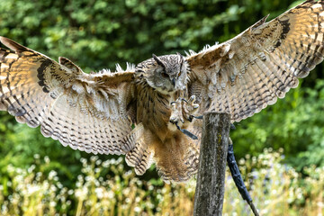 Siberian eagle owl, bubo bubo sibiricus. The biggest owl in the world